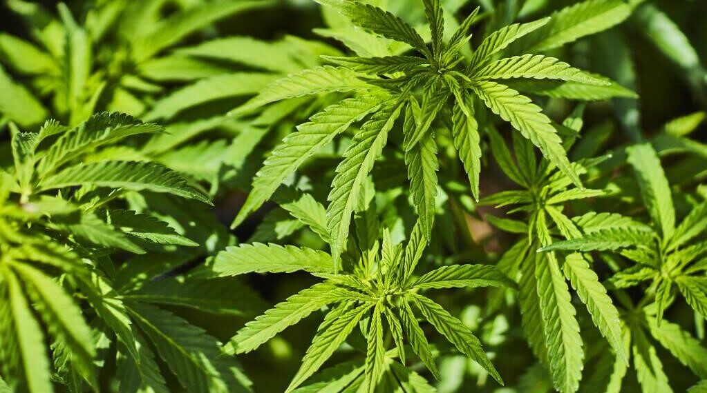 The Best & Cheapest Weed Online Review – Finding The Right One For You