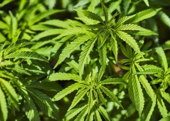 The Best & Cheapest Weed Online Review – Finding The Right One For You