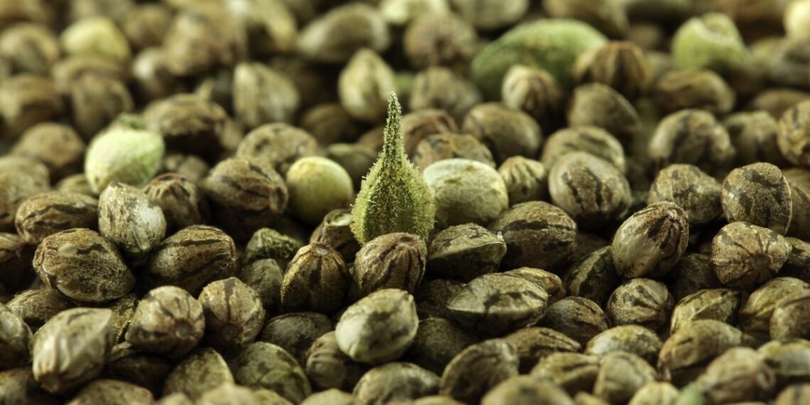 How to Identify Fake Cannabis Seeds From Genuine Seeds