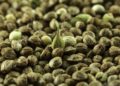 How to Identify Fake Cannabis Seeds From Genuine Seeds