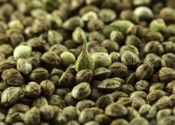 How to Identify Fake Cannabis Seeds From Genuine Seeds