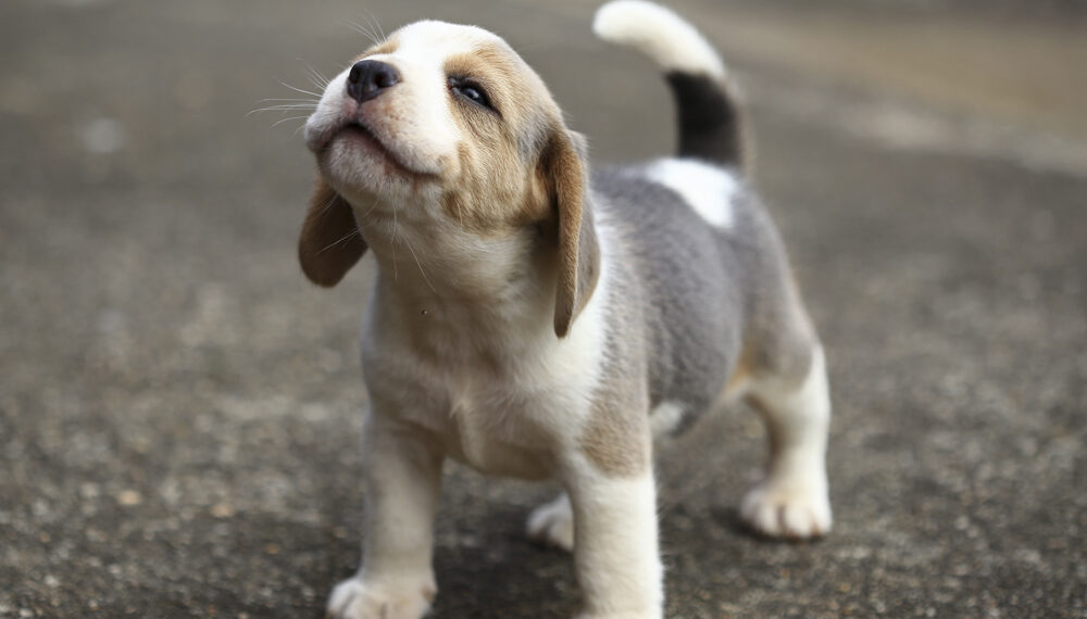 What Age Should You Start Training A Puppy?