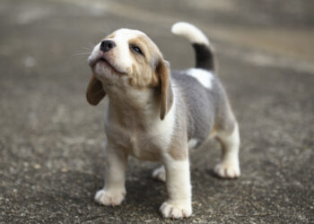 What Age Should You Start Training A Puppy?